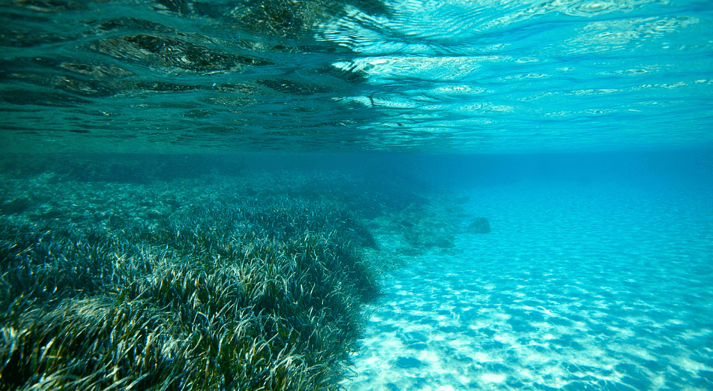Posidonia Oceanica