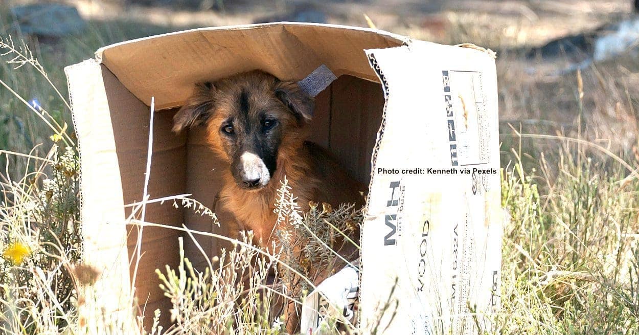 Benidorm Palace performers will help dogs in need of homing